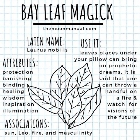 Bay Leaf Magic, Herb Magick, Green Witchery, The Green Witch, Witch Spells, Witchcraft Herbs, Witch Herbs, Green Witchcraft, Wiccan Magic