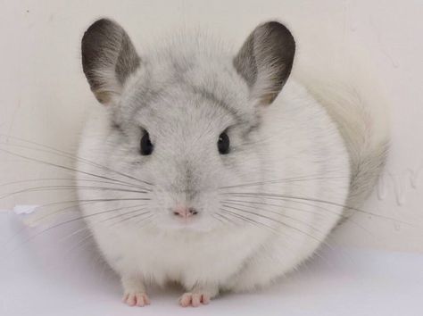 White mosaic...chinchillas.com White Chinchilla, Chinchilla Cute, Chinchilla Pet, Icewind Dale, Pet Room, White Mosaic, Animal Room, Chinchillas, Rodents