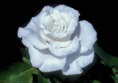 Goodbye My Love, Hybrid Tea Rose, Nothing But Flowers, Hybrid Tea Roses, Flower Therapy, Blooming Rose, Tea Rose, Tea Roses, Love Flowers