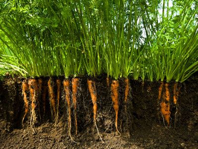 Status quo carrots, for now. See more pictures of vegetables. Aeroponic Gardening, Tomato Companion Plants, Hydro Gardening, How To Plant Carrots, Zero Energy, Professional Landscaping, Hydroponic Gardening, Community Gardening, Urban Farming