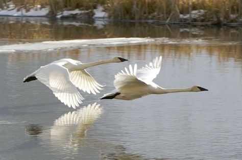 Flying Swan Tattoo, Swan Flying, Swans Flying, Flying Swan, Trumpeter Swan, Easter Wall Art, Spirited Art, White Swan, Funny Birds