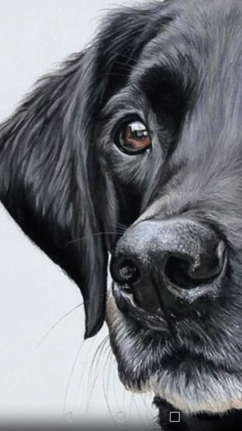 Tattoo Perro, Labrador Nero, Painting Clipart, Dogs Watercolor, Watercolor Dogs, Dog Watercolor Painting, Labrador Noir, Black Labs Dogs, Dog Portraits Painting