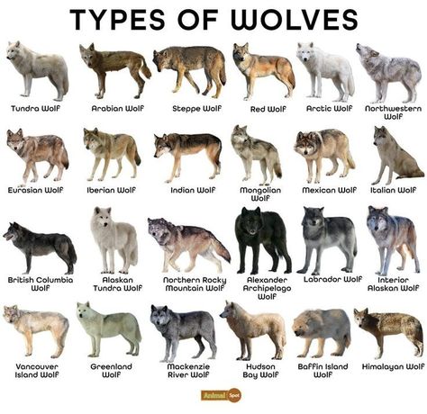 (17) TYPES OF WOLVES AROUND THE WORLD ... – @atomicdreamlandchopshop on Tumblr Wolves Of The World, Animal Species Chart, Animal Personality Types, Wolf Design Art, Domain Of The Wolf, Wolf Side View, Wolf Names, Wolf Species, Types Of Wolves