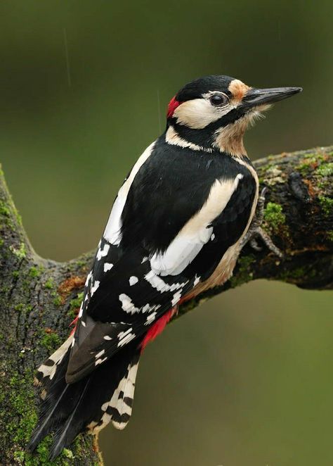 Great Spotted Woodpecker, Spotted Woodpecker, Photography Wildlife, Wildlife Photographer, Different Birds, Woodpeckers, Kinds Of Birds, Paws And Claws, Bird Watcher