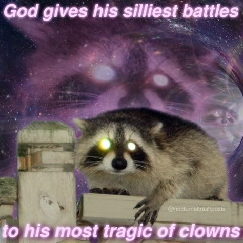 Raccoon Memes, Awesome Possum, Cute Raccoon, Raccoon Funny, Trash Panda, Racoon, Oui Oui, Really Funny Pictures, What’s Going On