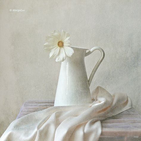 Still life with white flower, via Flickr. White Still Life Photography, High Key Photography, Still Life Pictures, Still Life Images, White Pitcher, Still Life Flowers, Still Life Photos, Painting Still Life, Still Life Art