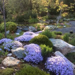 What to plant on septic fields Septic Landscaping Ideas, Septic Drain Field Landscaping, Leech Field Landscaping, Mound Landscaping, Septic Mound Landscaping, Mound Septic System, Septic Tank Covers, Creeping Phlox, Shade Garden Plants