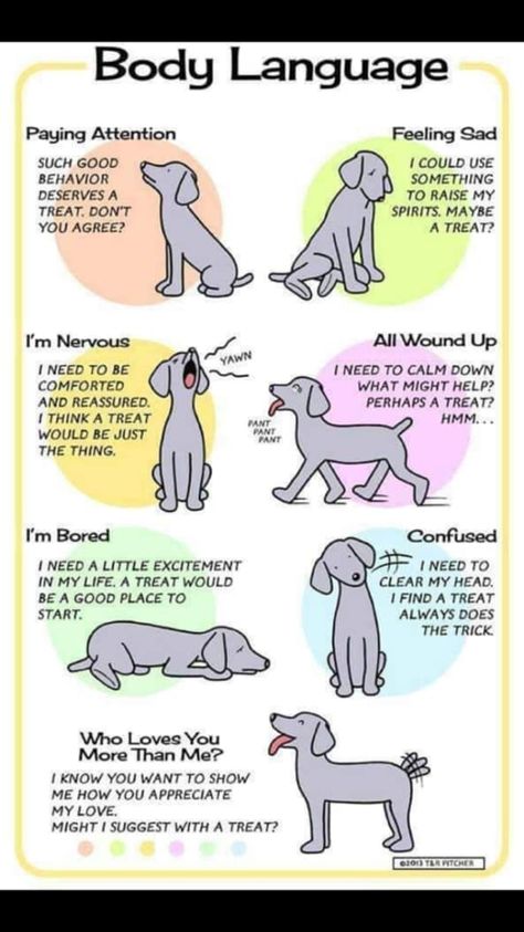 Dog Body Language, Dog Behavior Problems, Dog Health Tips, Dog Training Advice, Dog Information, Dog Language, 강아지 그림, Dog Facts, Dog Care Tips