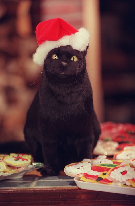 Salem the Cat in a Santa Hat Sabrina Cat, Salem The Cat, Salem Saberhagen, Salem Cat, Tatoo Dog, Cat Santa Hat, Sabrina The Teenage Witch, Witch Wallpaper, F2 Savannah Cat