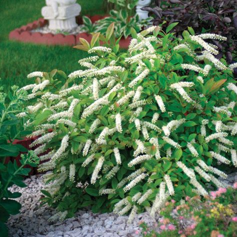 Little Henry Sweetspire - tolerates shade and drought.  About 3' but spreads. Graceful, arching branches bear aromatic panicles of white in midsummer. Blooms last until fall, when the foliage turns a brilliant crimson. Neat, compact, mounded form. Grows to 1 1/2-2 ft. tall. Itea Virginica, Best Shrubs For Shade, Flowering Shrubs For Shade, Shade Shrubs, Hgtv Garden, Shade Garden Plants, Wallpaper Collage, Garden Shrubs, Garden Pictures