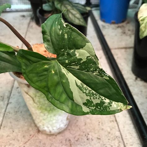 Indoor Plant Addicts on Instagram: “Finally got my hands on a Syngonium Fantasy 😍” Indoor Plant, Indoor Plants, Hands On, Plant Leaves, Plants, On Instagram, Instagram