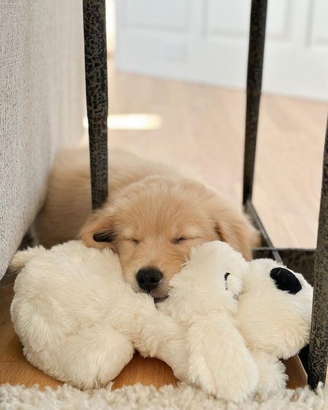 Puppy Holding Phone, Dog With Stuffed Animal, Puppy On Bed Aesthetic, Puppy With Pacifier, Puppy Plushie Aesthetic, Snuggle Puppy, Puppy Snuggles, Dog Photoshoot, Puppy Play