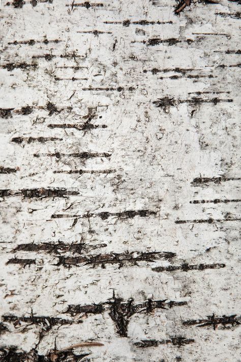 Close up texture of birch bark, background. Close up texture of birch bark, natu , #Ad, #birch, #texture, #Close, #natural, #background #ad White Bark Trees, Tree Bark Wallpaper, Close Up Texture, Paper Crumpled, Tree Bark Texture, White Birch Trees, Picture Tree, Tree Textures, Black And White Artwork