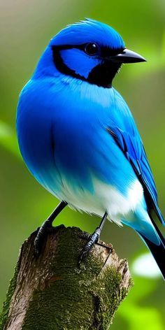 Beautiful Birds Photography, Blue Bird Photography, Birds Images, Two Blue Birds, Blue Birds, Birds That Are Blue, Blue Bird Aesthetic, Bird Refrences Photos, Colorful Birds Nature