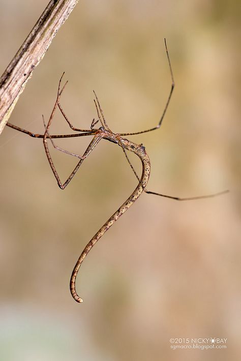 Twig-like comb-footed spider (Ariamnes sp.) | by nickybay Landing Lights, A Bugs Life, Tiny Creatures, Creepy Crawlers, Bugs Life, Cool Bugs, A Bug's Life, Hoot Owl, Creepy Crawlies