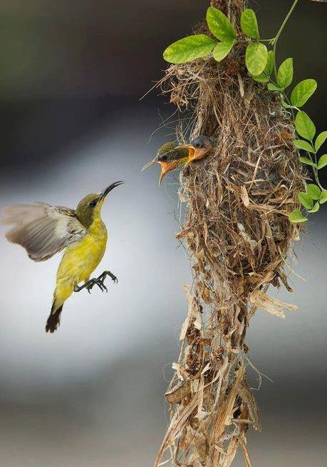 from Iryna Mother Bird, Birds Nest, Baby Bird, Bird Cages, Pretty Birds, Bird Nest, Bird Watching, Bird Feathers, Love Birds