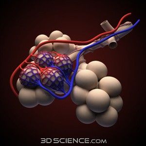 Respiratory System Anatomy, Lungs Anatomy, The Human Anatomy, Human Respiratory System, Medical Websites, 3d Anatomy, Human Lungs, Ppt Background, Medical Videos