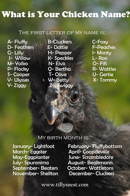 Tilly's Nest: What is Your Chicken Name? Funny Name Generator, Doug Funnie, Birthday Scenario, Classroom Halloween, Funny Names, Halloween Games, Chickens Backyard, Cool Names, Bones Funny