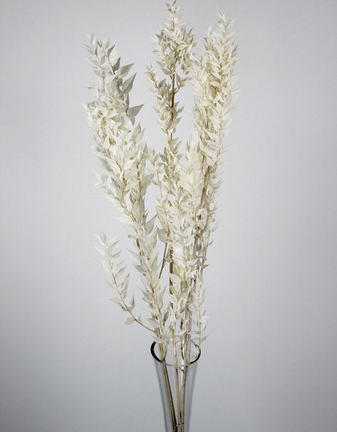 Discover the allure of our Eco-Friendly, 100% Naturally Preserved/Dried Flowers. Elegant off-white tones complement Boho and chic decor. Long stems, versatile styling, enduring beauty. Zero maintenance, lasting charm. Ivory hue, 65cm length. White Ruscus, Bleached Ruscus, Period Color, Elegant Texture, Decor Themes, White Leaf, Chic Decor, Flower Decorations, Dried Flowers