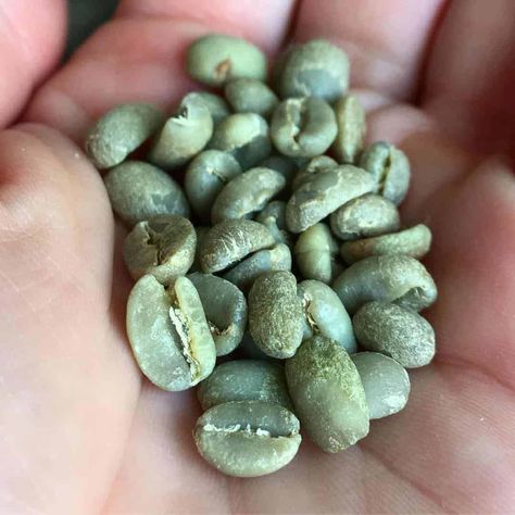 DIY green coffee bean extract (GCBE) is a simple, cost-effective and quick way to make your own extract. GCBE has many benefits and is a great way to add a bit of caffeine to your favourite drinks. Try adding it to your pre-workout smoothie for an extra boost of energy. To learn more about green … DIY Green Coffee Bean Extract Instant-Pot Recipe Read More » The post DIY Green Coffee Bean Extract Instant-Pot Recipe appeared first on Cupper's Coffee & Tea. Pre Workout Smoothie, Coffee Cherry, Homemade Chai, Tea Inspiration, Workout Smoothies, Green Coffee Bean Extract, Green Diy, Green Coffee Bean, Pink Drinks