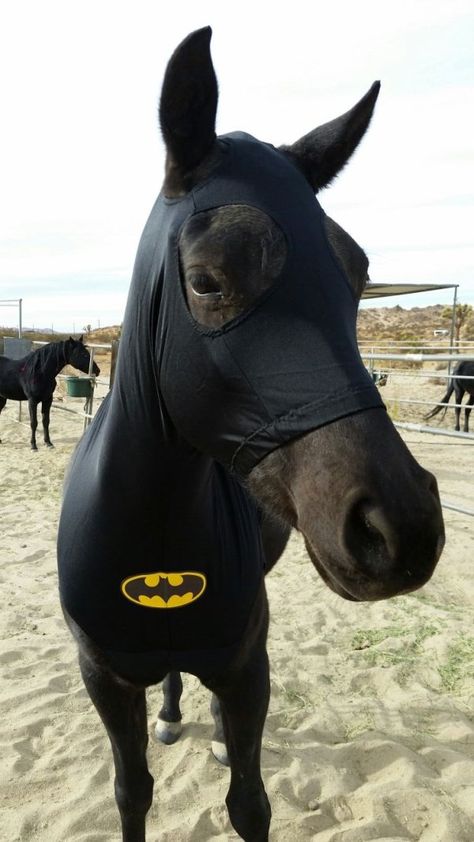 Batman Horse Costume, Black Horse Halloween Costumes, Easy Horse Halloween Costumes, Halloween Horse Costume Ideas, Costume Horse And Rider, Horse And Human Halloween Costumes, Black Horse Costume Ideas, Horse And Human Costumes, Halloween Costumes For Horses And Rider