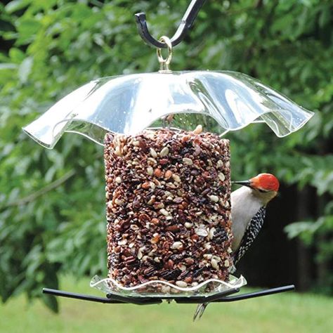 Amazon.com: weather guard for bird feeders Bird Feeder Plans, Solar Light Crafts, Homemade Bird Feeders, Seed Cake, Bird House Kits, Diy Bird Feeder, Diy Birds, Diy Solar, Bird Food