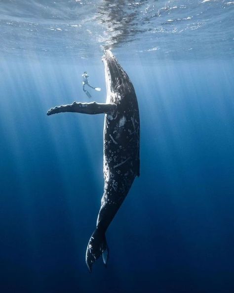 Whale Jumping Out Of Water, Whale Jumping, Free Diver, Ocean Underwater, London Dreams, Humpback Whale, Underwater Photography, Life Photo, Great Photos