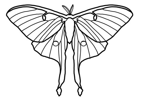 Luna Moth Stick And Poke, Luna Moth Line Drawing, Luna Moth Coloring Page, Luna Moth Stencil, Luna Moth Wings Drawing, Luna Moth Clip Art, Lunar Moth Outline, Luna Moth Line Art, Luna Moth Drawing Simple