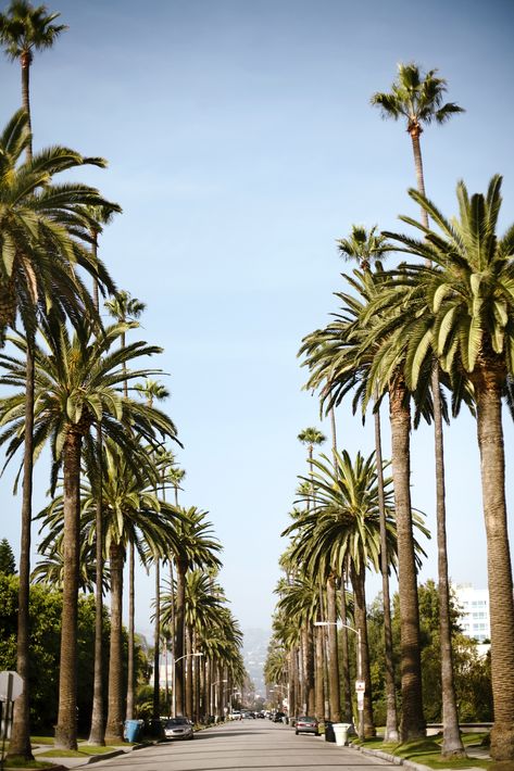 Canary Island Date Palm, Dates Tree, 29 Palms, Date Palm, Egypt Resorts, Hotel Inspiration, Landscape Architecture Design, Southern Italy, Unique Plants