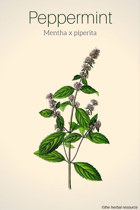 Peppermint Herb, Peppermint Plants, Herb Art, Medical Herbs, Peppermint Leaves, Floral Branch, Plant Drawing, Plant Illustration, Botanical Drawings