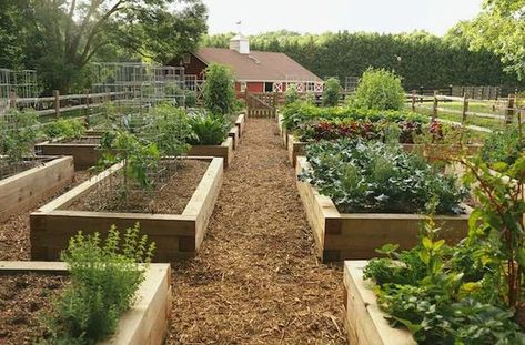 Oklahoma Garden, Garden Well, Raised Bed Garden Design, Vegetable Garden Raised Beds, Garden Farm, Garden Ideas Cheap, Video Garden, Potager Garden, Garden Design Layout