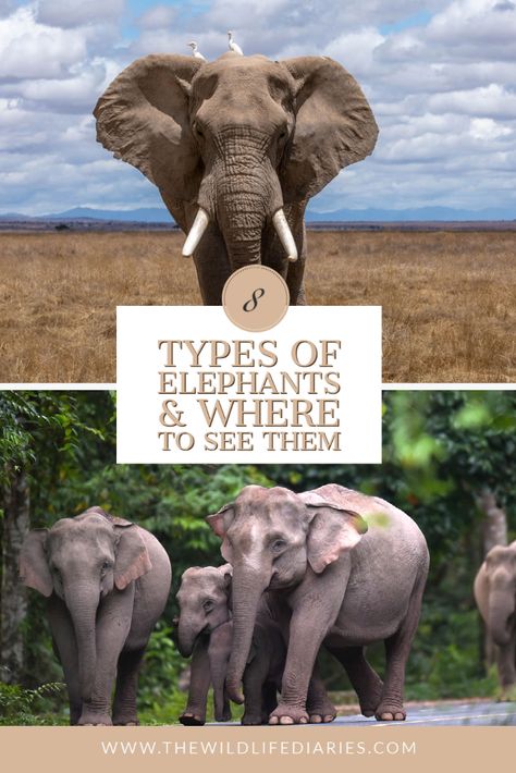 Did you know that there are 7 different types of elephants including two types of pigmy elephants? Learn what they are and where to see them Types Of Elephants, Pygmy Elephant, Sri Lankan Elephant, Sumatran Elephant, Asiatic Elephant, Elephant Species, Wildlife Photography Tips, African Forest Elephant, Wildlife Travel