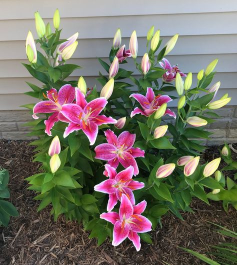 Perennial Lillies, Lily Plants Outdoor, Lilies In Garden, Day Lilies Landscaping, Lilly Garden, Day Lilly, Lily Plant, Lilies Flowers, Day Lily