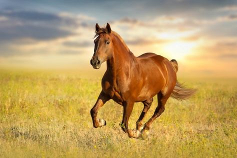 Why Are Horse Tails So Different From Zebras and Donkeys ... Male Horse, Horse Running, Red Horse, Horse Tail, Horse Feed, Horse Names, Appaloosa Horses, Goddess Of Love, Appaloosa