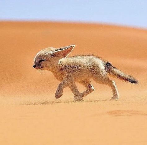 Fennec Fox Fox Species, Desert Fox, Amur Leopard, National Pet Day, Desert Animals, Fennec Fox, Most Beautiful Animals, Pet Day, Majestic Animals