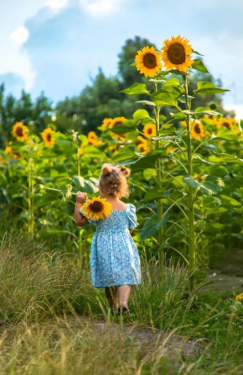 Sunflower (Helianthus annuus) Children Reference, Sunflower Pics, Sunflower Shoot, Sunflower Photos, Sunflower Field Photography, Sunflower Photoshoot, Flowers Photoshoot, Wild Sunflower, Art Plage