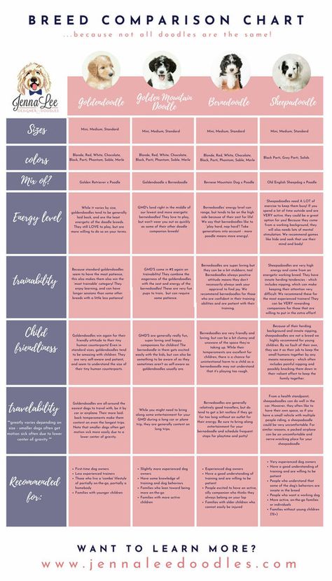 Goldendoodle Breeding Chart, Poodle Sizes Chart, Doodle Mix Breeds, Dog Breed Outline, Dog Breed Chart Numbered, Doodle Tips, Non Shedding Dogs, Doodle Breeds, Grooming Salons