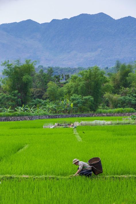 Rice Farming, Good Morning Vietnam, Philippines Beaches, Farming Technology, Beautiful Vietnam, Vietnam History, Village Photos, Village Photography, Rice Fields