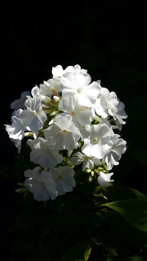 Phlox Flower, Dramatic Photography, Phlox Flowers, White Things, Ultra Beauty, Watercolor Inspiration, Floral Display, Beautiful Blooms, Love Flowers