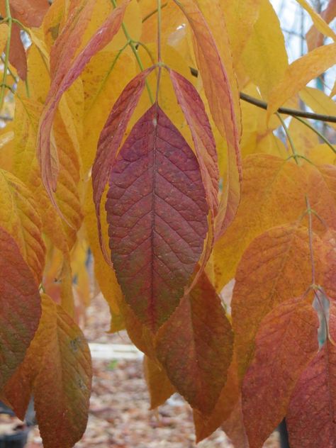 Fraxinus americana 'Autumn Purple' ® - Boething Treeland Farms Fraxinus Americana, Autumn Purple, Solitaire Necklace, How To Attract Birds, Native Garden, Sun And Water, Water Flowers, Types Of Plants, Diamond Solitaire