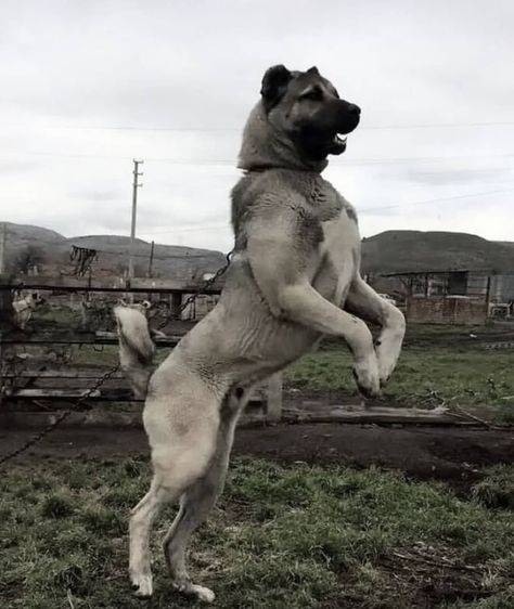 Anatolian Shepherd Dog On 2 feet Guardian Dog, Livestock Guardian Dog, Livestock Guardian, Anatolian Shepherd, Pet Gear, Korean Dog, Shepherd Dogs, Simon Cowell, America's Got Talent