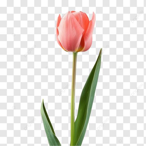 tulip flower on a long stem with leaves tulip flower plant png Plant Png, Flyer Ideas, Transparent Image, Tulip Flower, Tulips Flowers, Flower Plant, Business Flyer, Png Transparent, Free Png