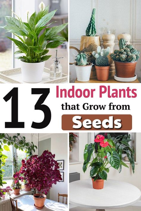 Do you know there are Indoor Plants that Grow from Seeds? You can propagate them inexpensively and have them in your houseplant collection! Best Indoor Plants To Grow From Seeds, Flowers You Can Grow Indoors, Fast Growing Indoor Plants, Easy Indoor Plants For Beginners, Outdoor Plants In Pots, Grow Plants From Seeds, Indoor Plants Pet Friendly, Plants Types, Inside House Plants