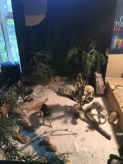 Wolf Diorama Wolf Diaroma, Wolf Habitat Diorama, Wolf Habitat Projects For Kids, Wolf Diorama, Indian Diorama, Wolf Habitat, Forest Animals Art, Arctic Animals Preschool Activities, 4th Grade Projects