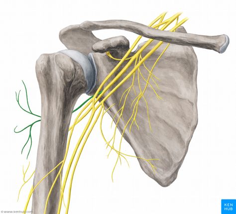 Axillary nerve Scapula Exercises, Biceps Brachii Muscle, Supraspinatus Muscle, Axillary Nerve, Nerve Anatomy, Arm Anatomy, Ulnar Nerve, Median Nerve, Biceps Brachii