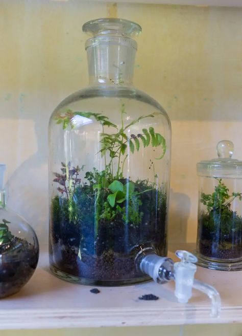 10 Easy Closed Terrarium Plants - Sprouts and Stems Terrarium Care, Diy Tote Bag Tutorial, Closed Terrarium Plants, Closed Terrarium, Diy Terrarium Kit, Terrarium Kit, Open Terrariums, Diy Succulent Terrarium, Fairy Garden Kit