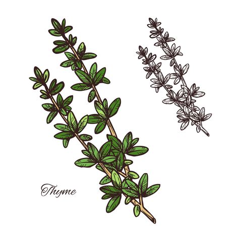 Rosemary Tattoo, Leaves Illustration, Leaves Vector, Tattoo Sketches, Thyme, Oregano, Rosemary, Body Art, Chef