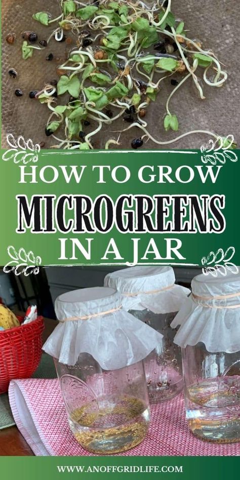 How to Grow Microgreens in a Jar at Home Diy Sprouting Jar, Growing Sprouts At Home, How To Grow Sprouts In A Jar, Growing Microgreens Without Soil, Growing Sprouts In A Jar, Growing Microgreens At Home, Micro Greens Growing Indoors Setup, Grow Microgreens Indoors, How To Grow Microgreens At Home