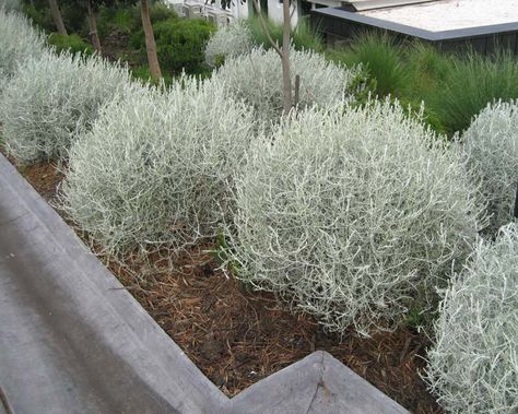 Australian Native Garden, Australian Plants, Dry Garden, Small Shrubs, Australian Garden, Australian Native Plants, Coastal Gardens, Dry Creek, Native Garden