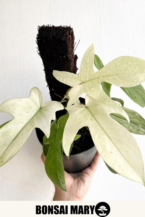 Florida Ghost Philodendron, Propagation Methods, Chenille Plant, Philodendron Florida Ghost, Florida Ghost, Philodendron Florida, Air Layering, Ghost Plant, Plant Structure